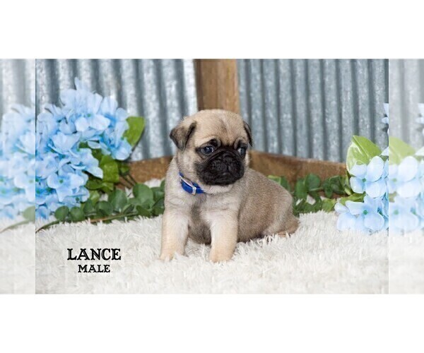 Medium Photo #16 Pug Puppy For Sale in CLARE, MI, USA
