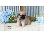 Small #15 Pug