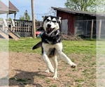 Small #2 Siberian Husky