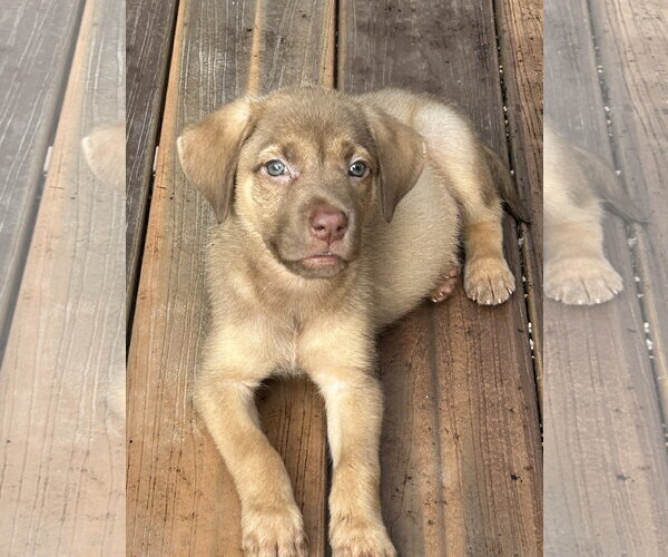 Medium Photo #2 Black Mouth Cur-Labrador Retriever Mix Puppy For Sale in Hillsboro, MO, USA