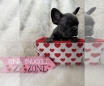 Small Photo #17 French Bulldog Puppy For Sale in CLIFTON, NJ, USA