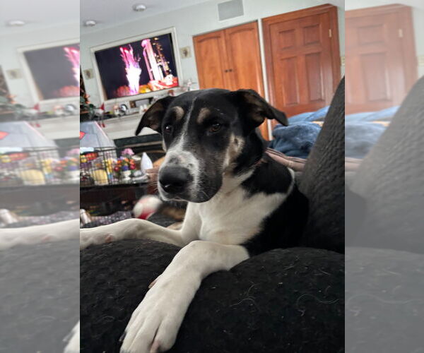 Medium Photo #4 Catahoula Leopard Dog-Unknown Mix Puppy For Sale in Canton, CT, USA