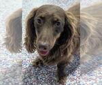 Small #2 Dachshund