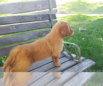 Small #4 Golden Retriever