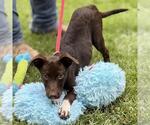Small #3 Labrador Retriever Mix