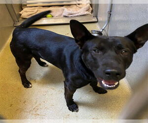 German Shepherd Dog-Unknown Mix Dogs for adoption in Rancho Cucamonga, CA, USA