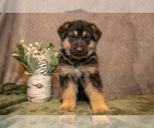 German Shepherd Dog Litter for sale in KENSINGTON, OH, USA