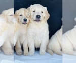 Small Photo #7 Golden Retriever Puppy For Sale in WESLEY CHAPEL, FL, USA