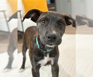 Mutt Dogs for adoption in Tarrytown, GA, USA