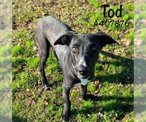 Labrador Retriever-Unknown Mix Dogs for adoption in Conroe, TX, USA