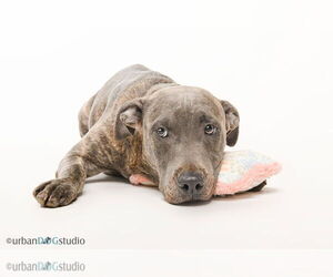 American Pit Bull Terrier-German Shepherd Dog Mix Dogs for adoption in Tampa, FL, USA