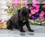 Small #3 Boxer