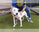 Small #2 American Pit Bull Terrier Mix