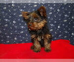 Small Photo #43 Yorkshire Terrier Puppy For Sale in PATERSON, NJ, USA