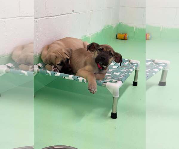 Medium Photo #2 Anatolian Shepherd-Rhodesian Ridgeback Mix Puppy For Sale in Higley, AZ, USA
