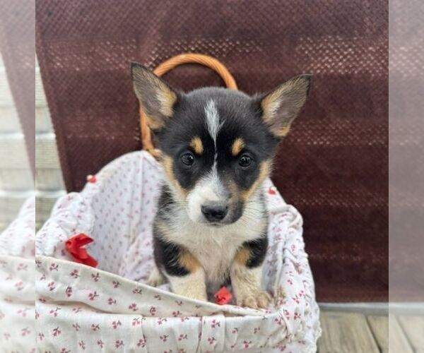 Medium Photo #1 Pembroke Welsh Corgi Puppy For Sale in ROCKVILLE, IN, USA