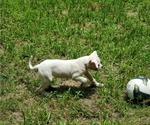 Small Photo #3 American Bulldog Puppy For Sale in THE WOODLANDS, TX, USA