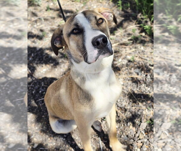 Medium Photo #2 Mutt Puppy For Sale in Lakewood, CO, USA