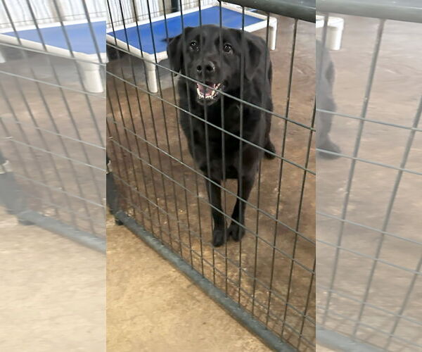 Medium Photo #1 Mutt Puppy For Sale in Jackson, MS, USA