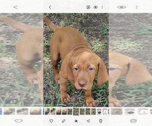 Vizsla Puppy for sale in ARLINGTON, TX, USA