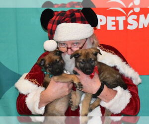 German Shepherd Dog Dogs for adoption in West Sacramento, CA, USA