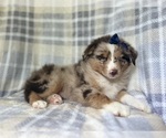 Small #6 Miniature Australian Shepherd
