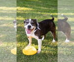 Small #12 American Staffordshire Terrier Mix