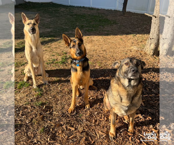 Medium Photo #11 German Shepherd Dog-Unknown Mix Puppy For Sale in Washington, DC, USA