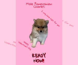 Pomeranian Puppy for Sale in AZLE, Texas USA