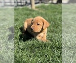Puppy Orange Collar Labrador Retriever
