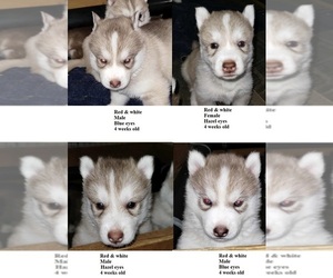 Siberian Husky Puppy for sale in KENNEWICK, WA, USA
