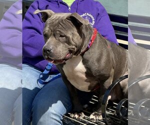American Pit Bull Terrier Dogs for adoption in Munford, TN, USA