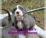 Small #6 American Pit Bull Terrier