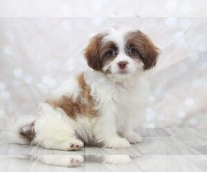 Zuchon Puppy for sale in MARIETTA, GA, USA