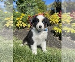 Small #2 Miniature Australian Shepherd