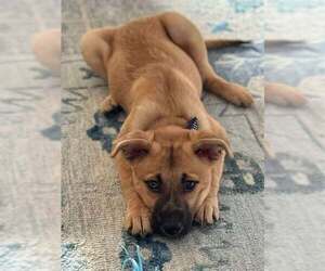 Australian Shepherd-Boxer Mix Dogs for adoption in pomfret, CT, USA