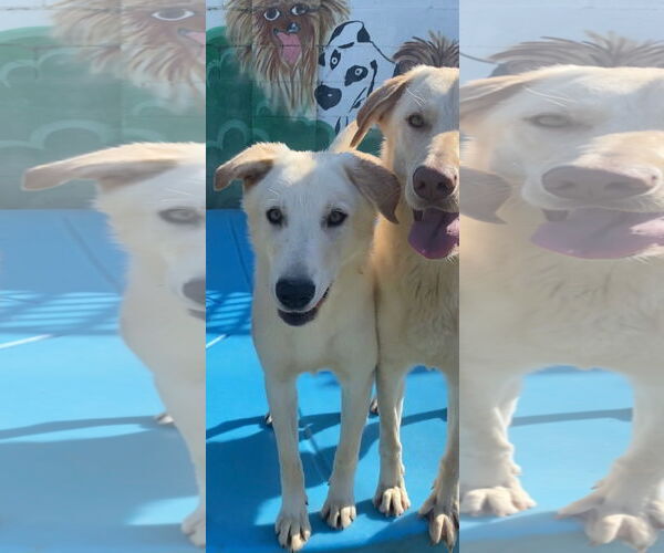 Medium Photo #1 Labrador Retriever Puppy For Sale in Newport Beach, CA, USA
