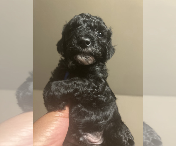 Medium Photo #6 Poodle (Toy) Puppy For Sale in MURFREESBORO, TN, USA