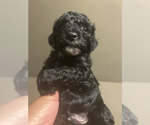Small #5 Poodle (Toy)