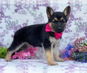 German Shepherd Dog Puppy for sale in LANCASTER, PA, USA