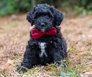 Bernedoodle Puppy for sale in WILMINGTON, NC, USA