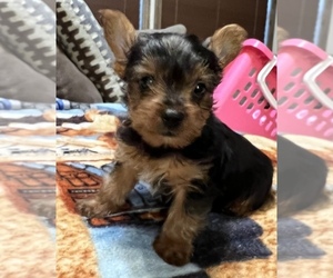 Yorkshire Terrier Puppy for Sale in JEFFERSON, Texas USA
