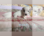 Small #1 Jack Russell Terrier