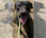 Small #1 Labrador Retriever Mix