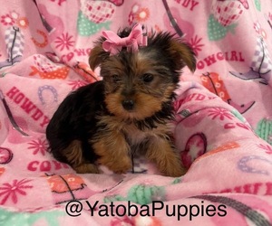 Yorkshire Terrier Puppy for sale in CENTER HILL, FL, USA