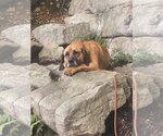 Small #1 German Shepherd Dog-Redbone Coonhound Mix