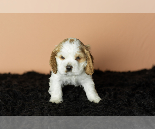 Medium Photo #3 Cocker Spaniel Puppy For Sale in NAPPANEE, IN, USA