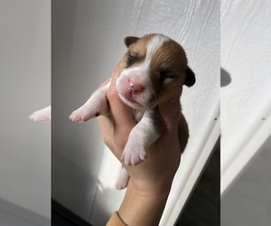 Pembroke Welsh Corgi Puppy for sale in ARTHUR, IL, USA