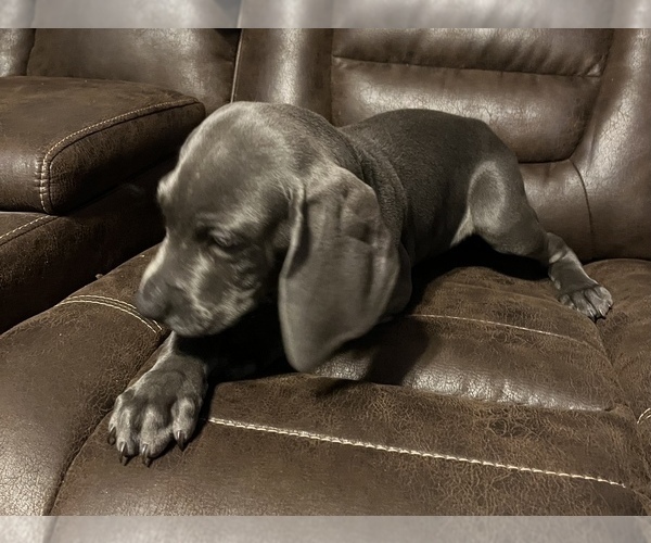 Medium Photo #5 Weimaraner Puppy For Sale in SPRINGFIELD, OH, USA