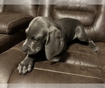 Small Photo #5 Weimaraner Puppy For Sale in SPRINGFIELD, OH, USA